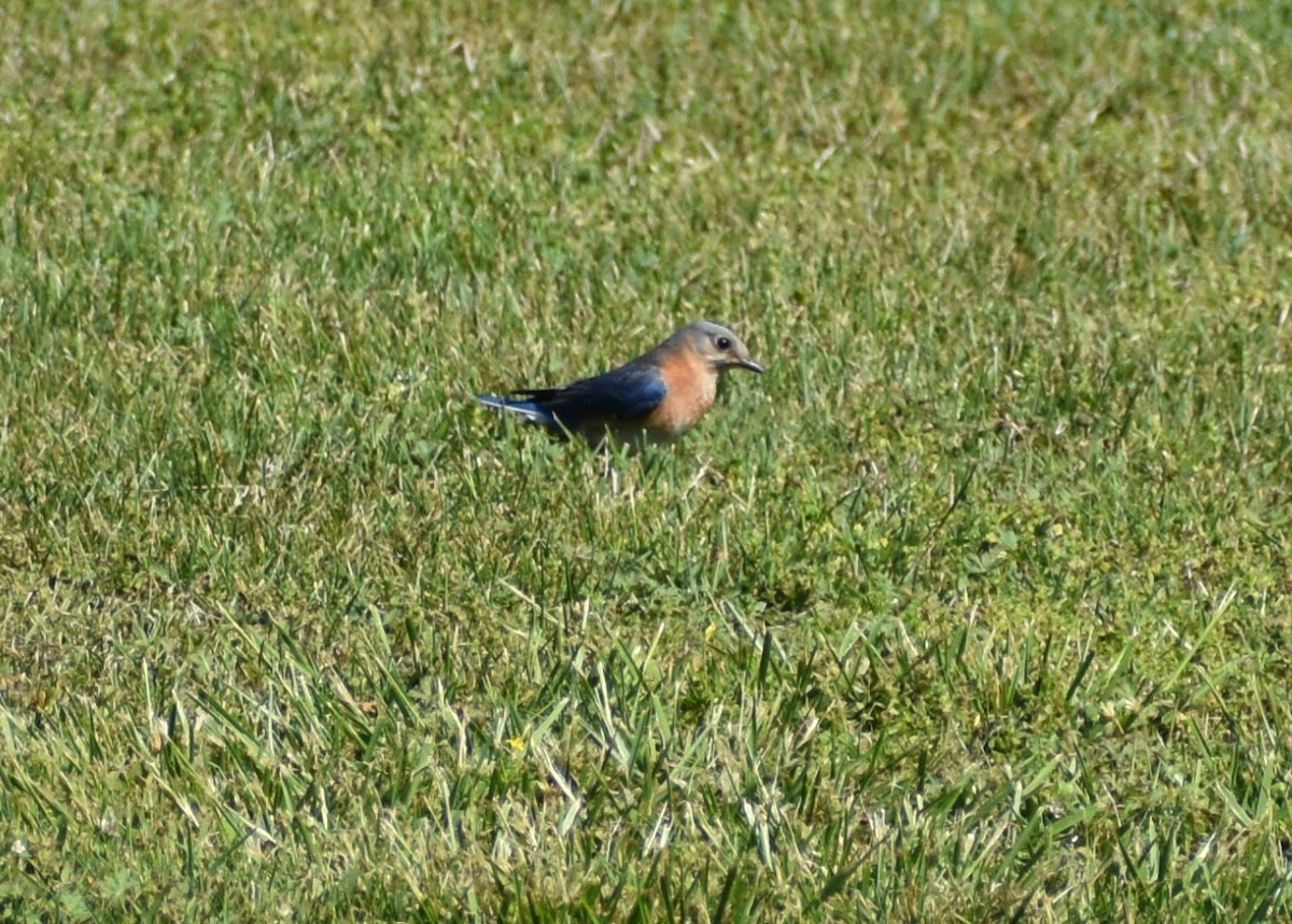 Eastern Bluebird - Robin Toler