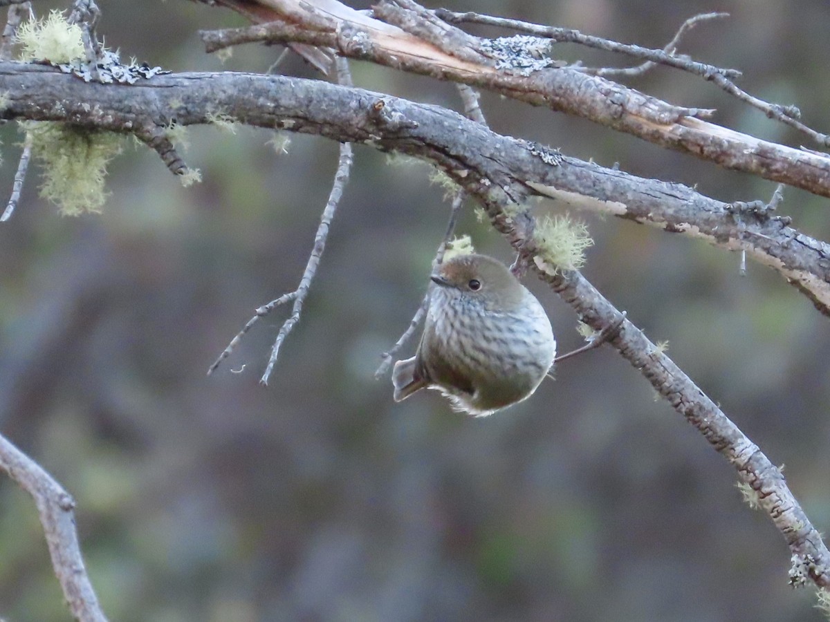 Brown Thornbill - Stuart Ling