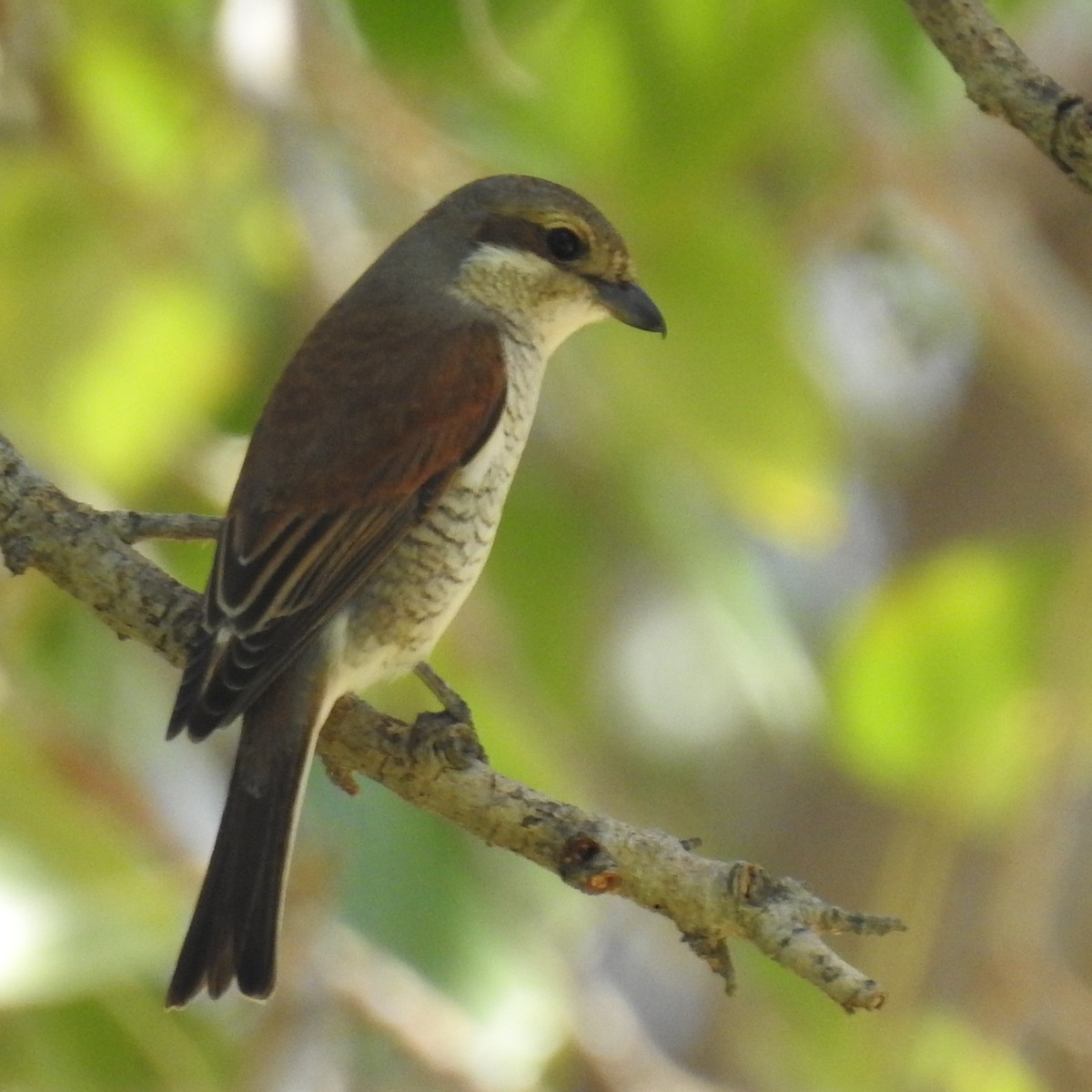 Red-backed Shrike - Jeff Curnick