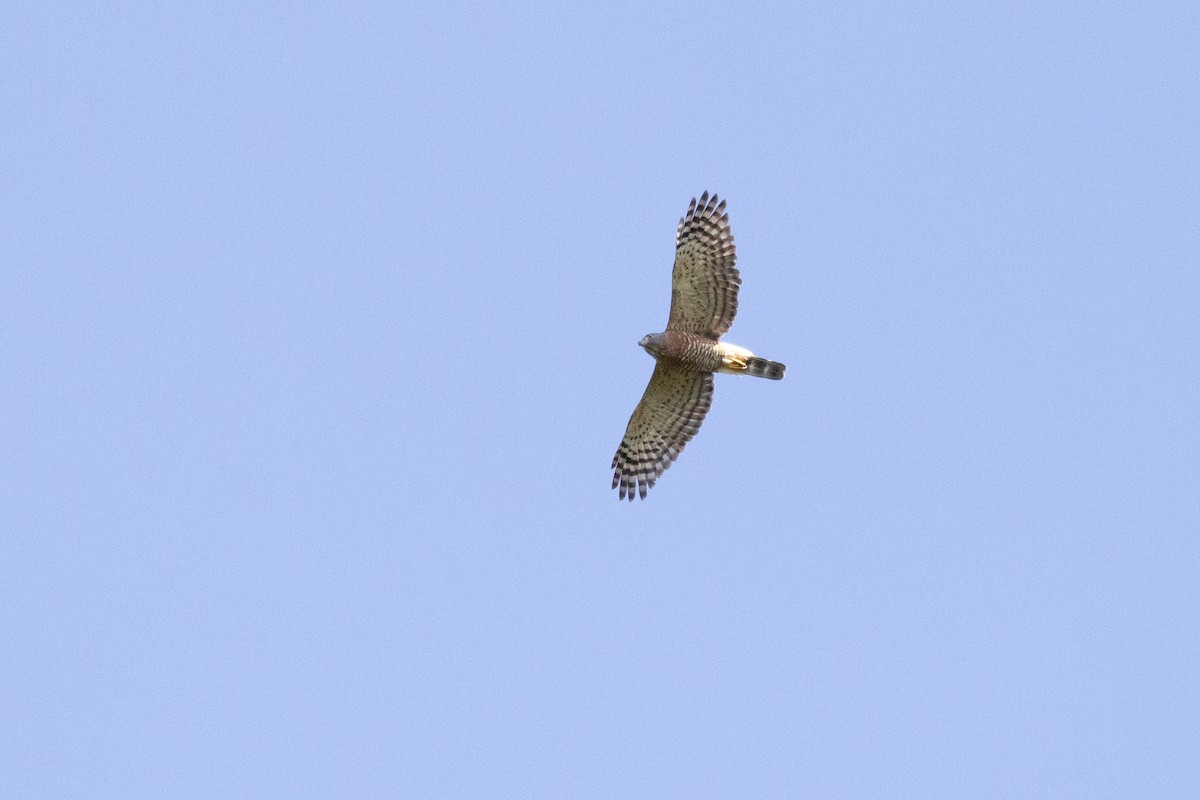 Double-toothed Kite - ML618257659