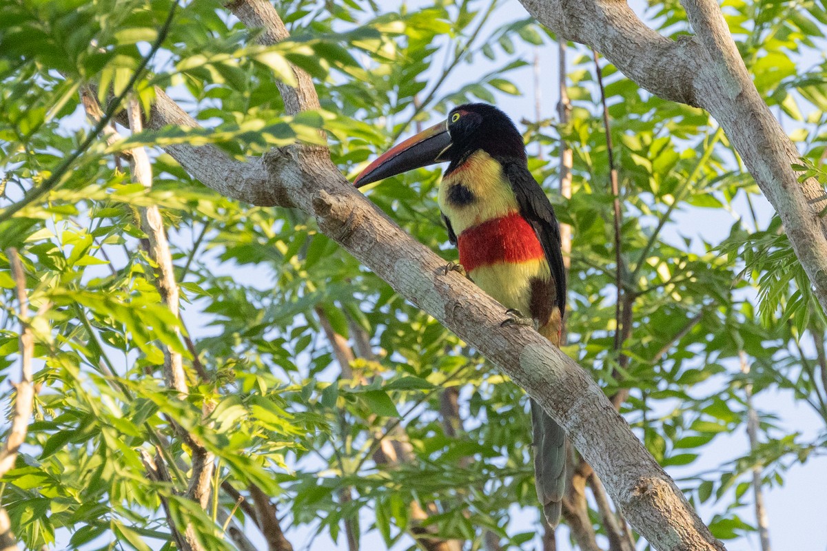 Fiery-billed Aracari - Paul van Elsen