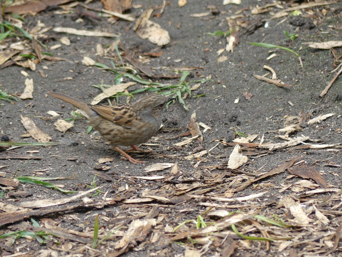 Dunnock - ML618257670