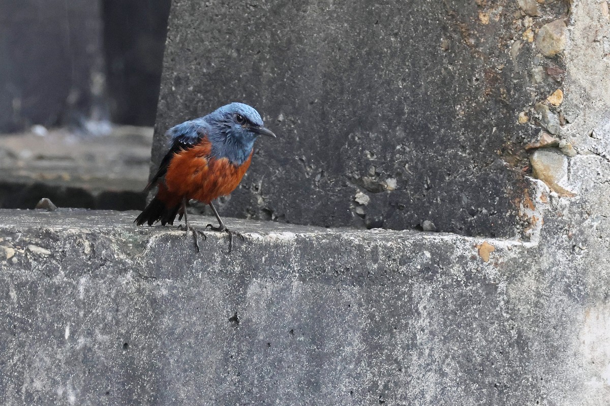 Blue Rock-Thrush (philippensis) - Chih-Wei(David) Lin