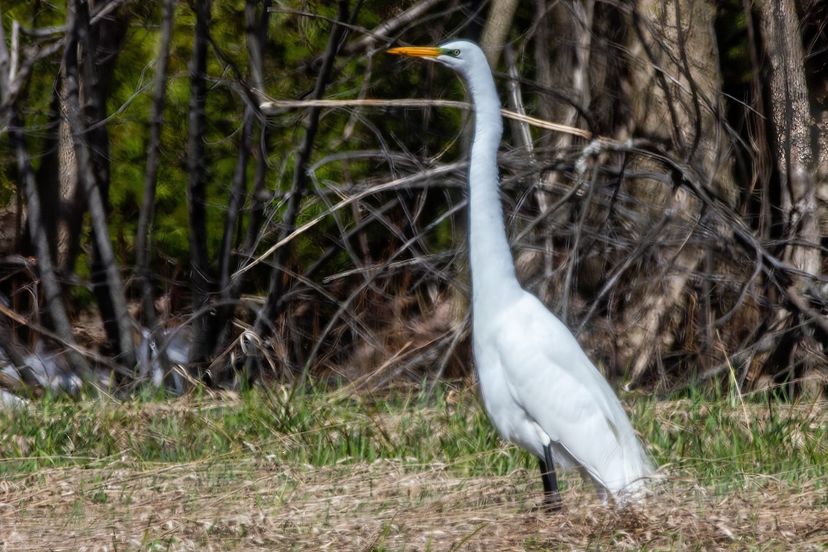 Great Egret - Marc Boisvert