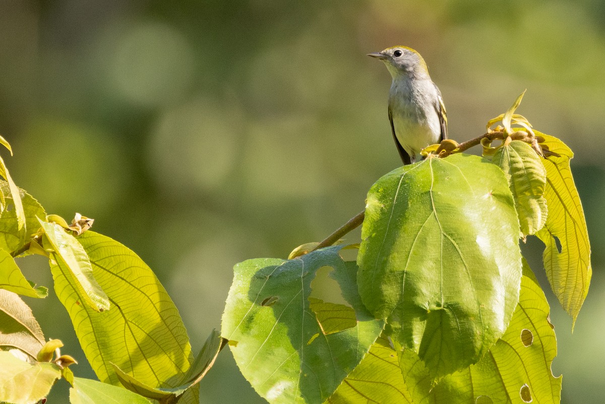 Chestnut-sided Warbler - Paul van Elsen