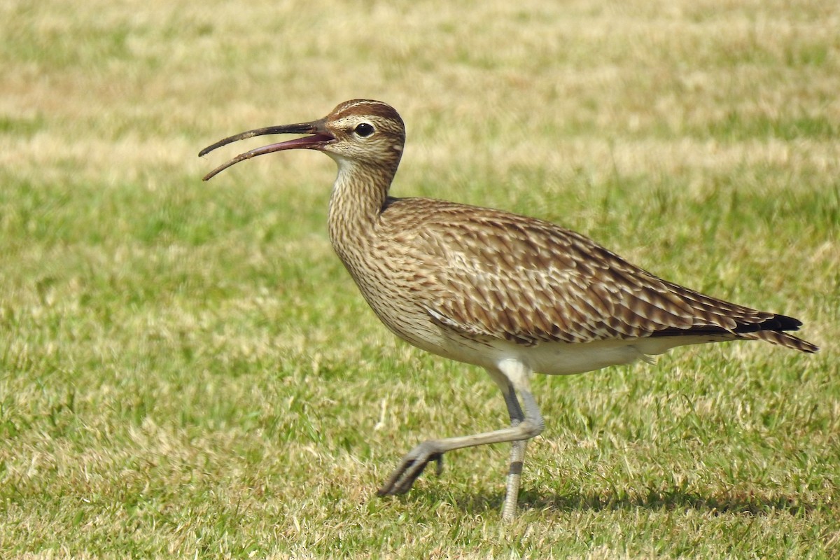 Whimbrel (White-rumped) - Jeff Curnick