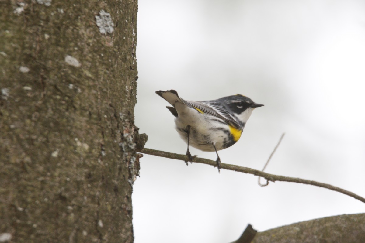 Yellow-rumped Warbler - Deborah Macauley