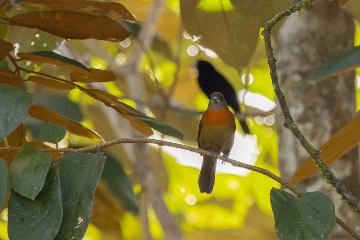 Scarlet-rumped Tanager - Paul van Elsen