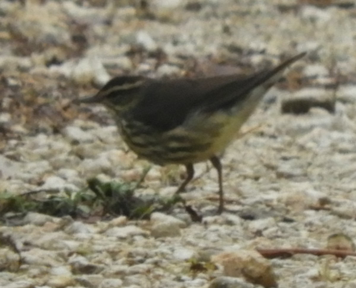 Northern Waterthrush - Maureen Thomas-Murphy