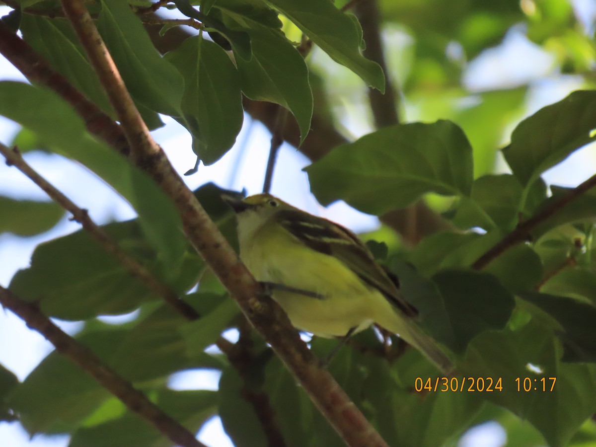 White-eyed Vireo - Leon Book