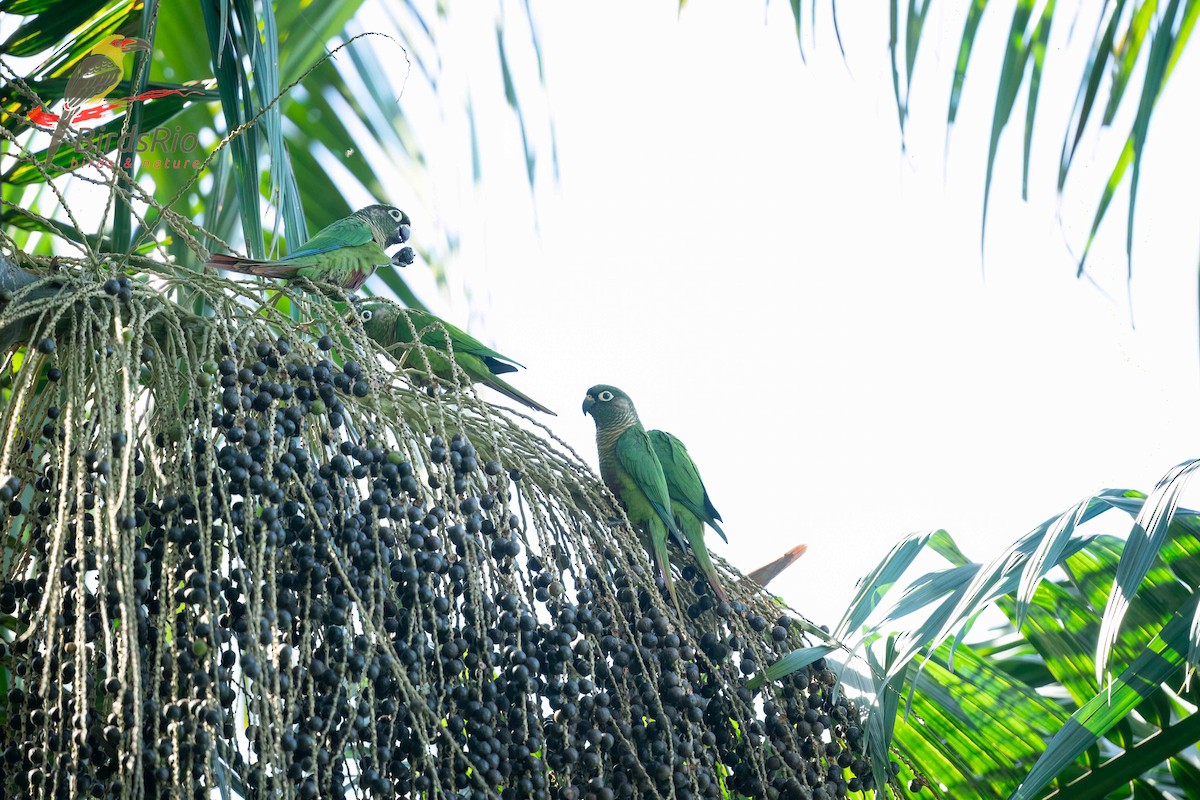 Maroon-bellied Parakeet - ML618257731