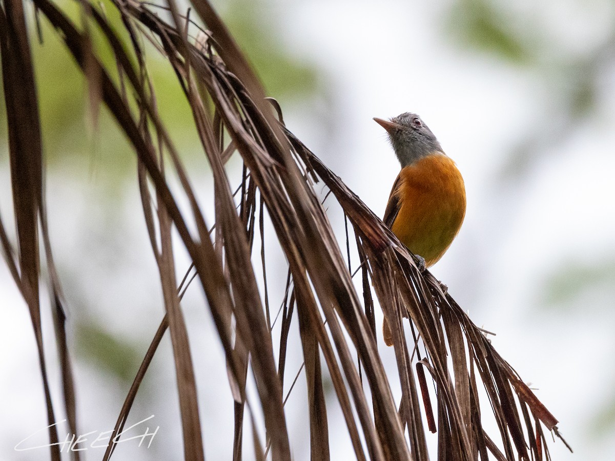 Gray-hooded Attila - Cheech Albanese (ignorant birder)