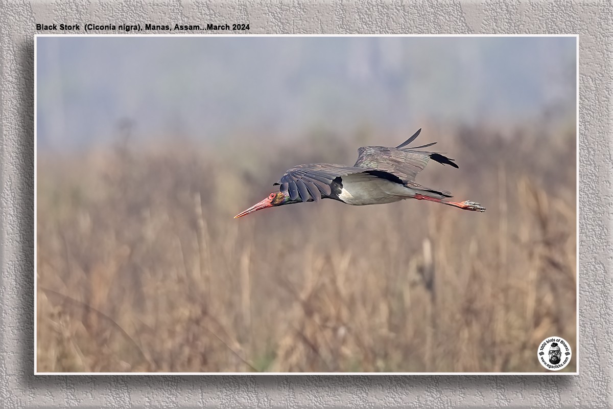 Black Stork - Saravanan Janakarajan