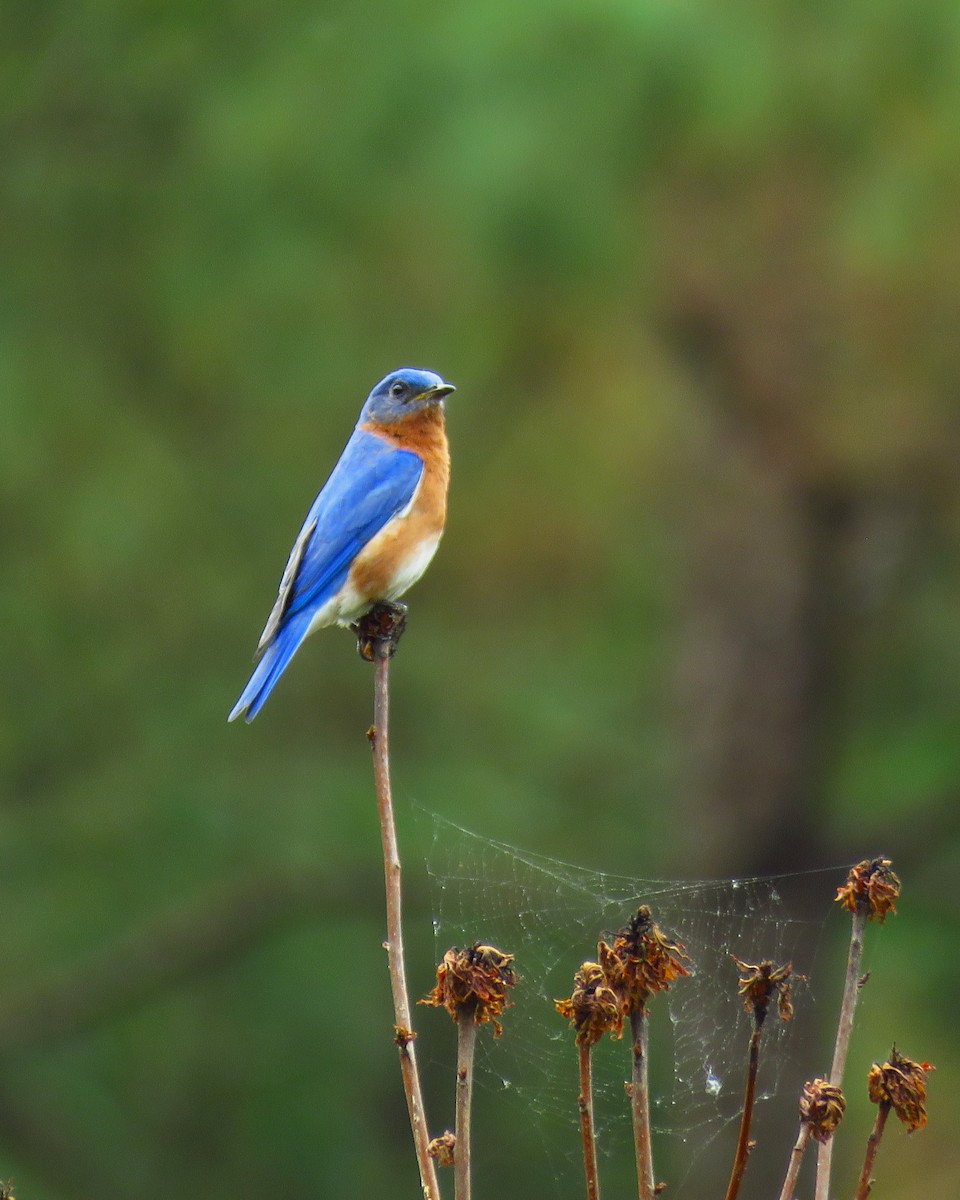 Eastern Bluebird - ML618257759