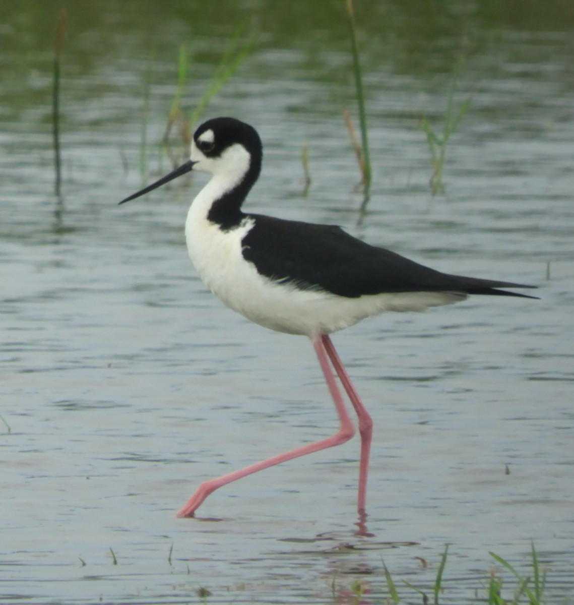 Black-necked Stilt - Maureen Thomas-Murphy