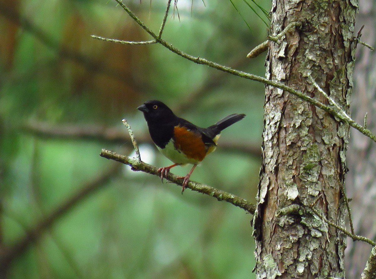 Eastern Towhee - ML618257764