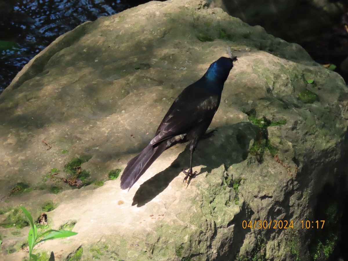 Common Grackle - Leon Book