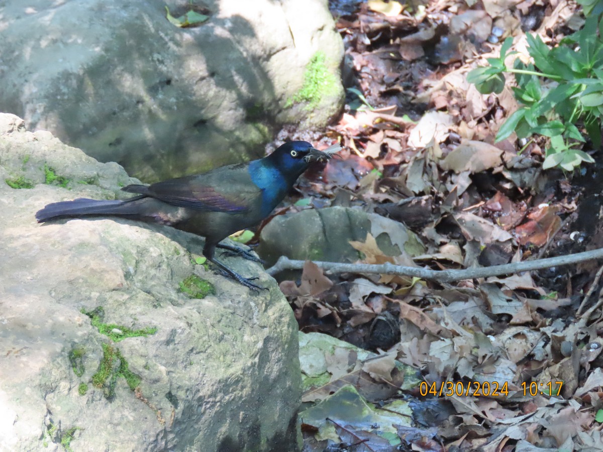 Common Grackle - Leon Book