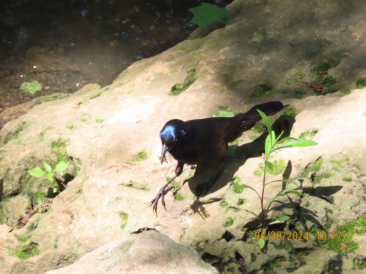 Common Grackle - Leon Book