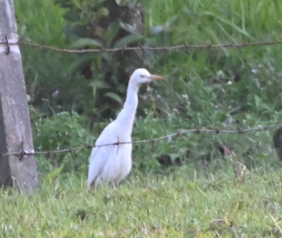 Eastern Cattle Egret - Nanda Ramesh