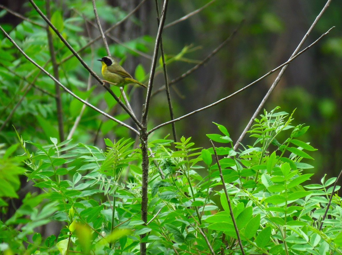 Common Yellowthroat - Ron Ahle