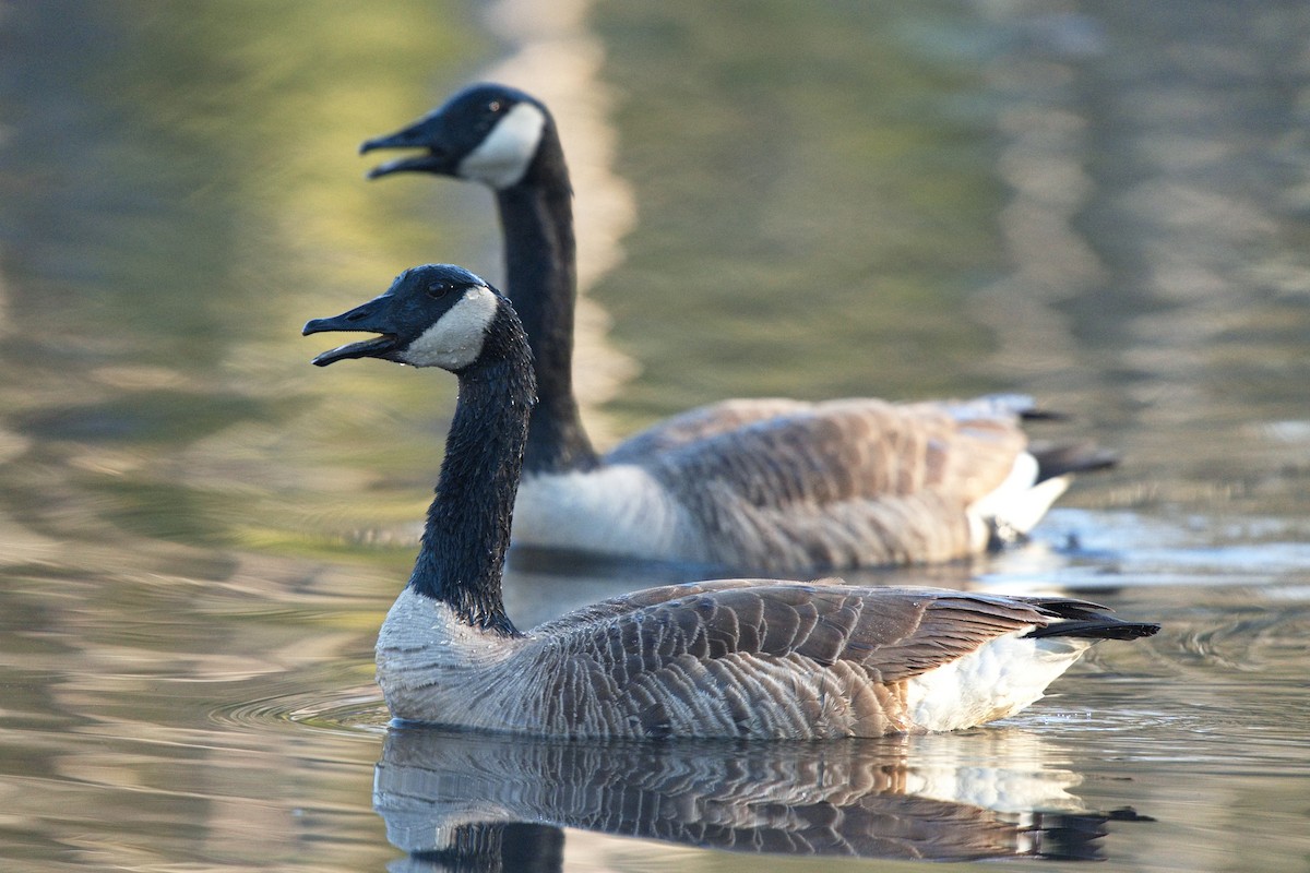 Canada Goose - Ken Faucher