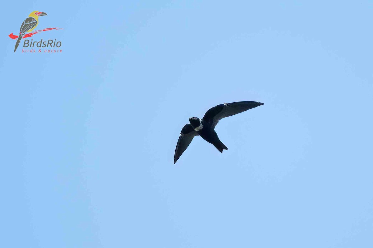 White-collared Swift - Hudson - BirdsRio