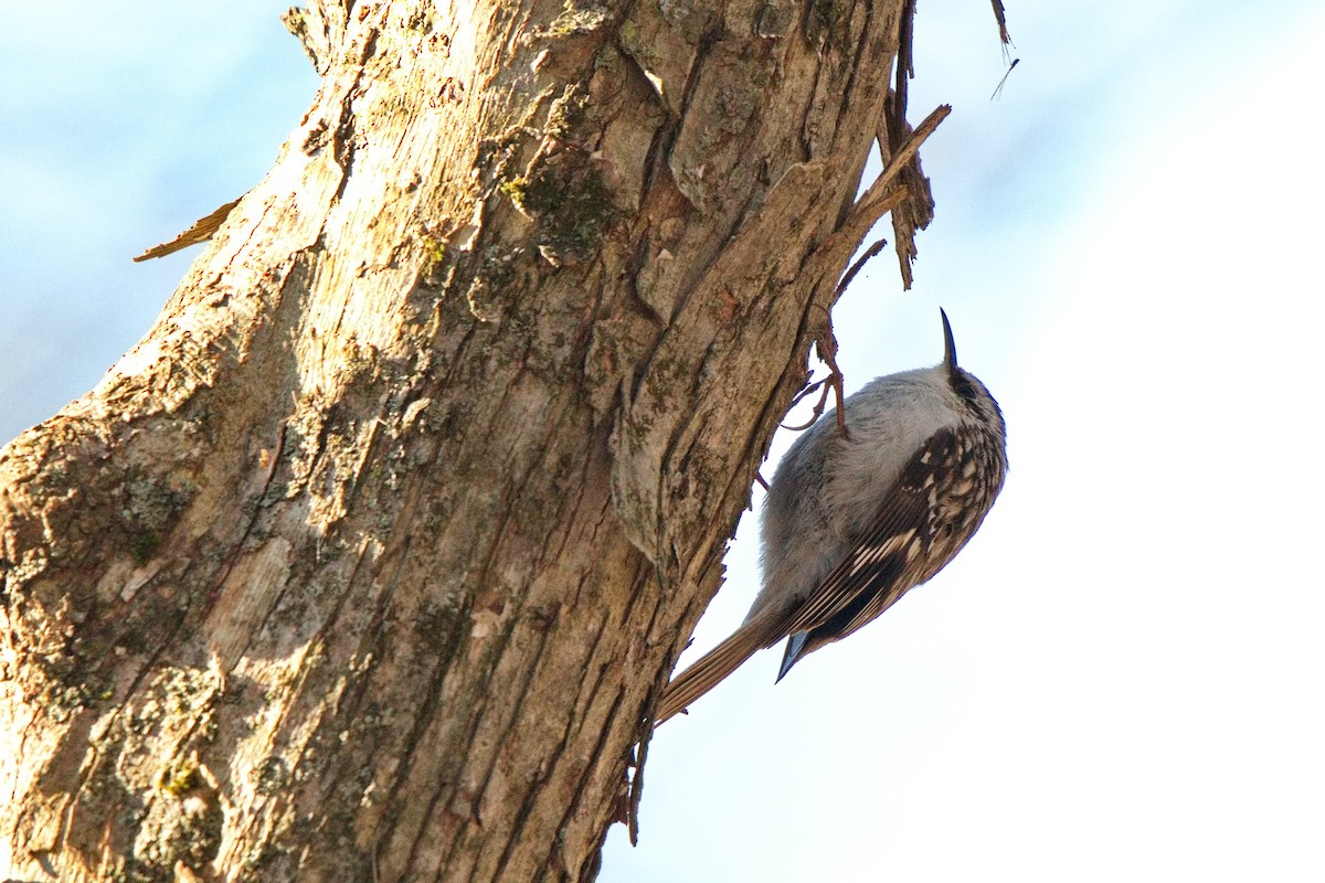 Brown Creeper - Ken Faucher