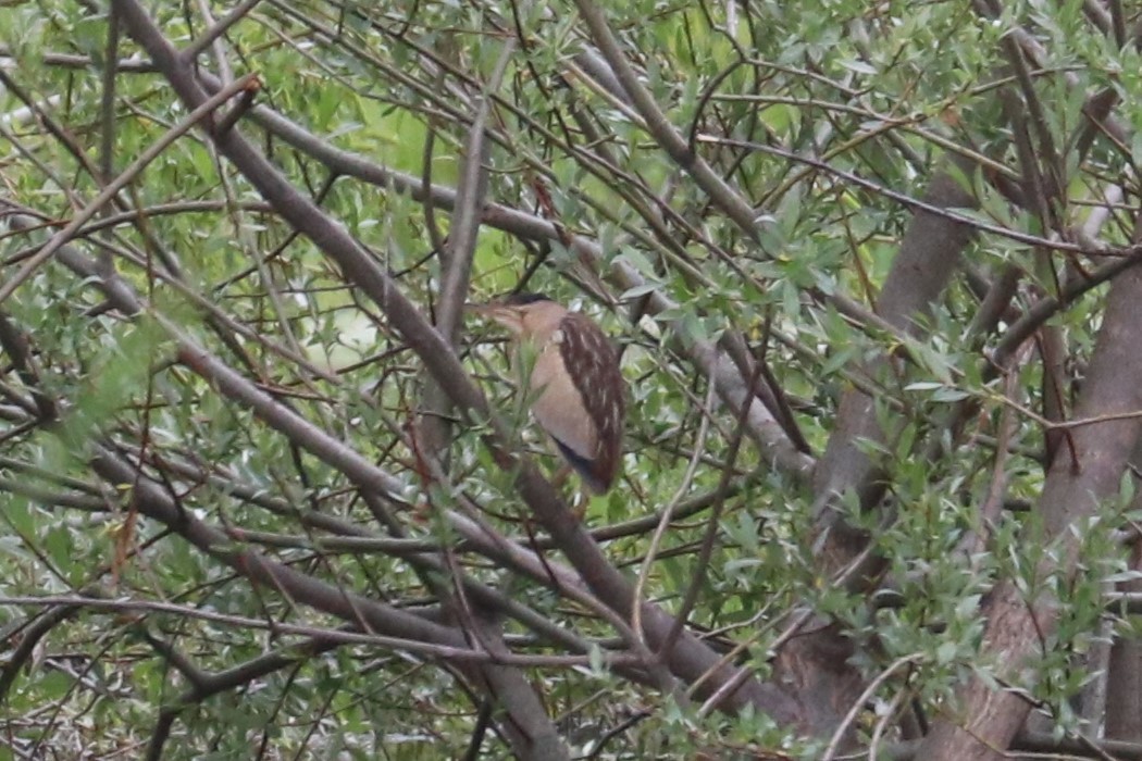 Little Bittern - Alexander Cherinko