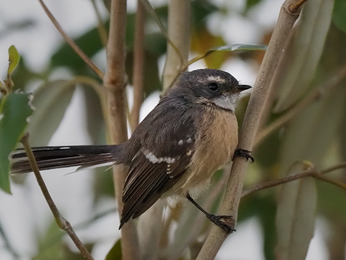 Mangrove Fantail - Robert Berry