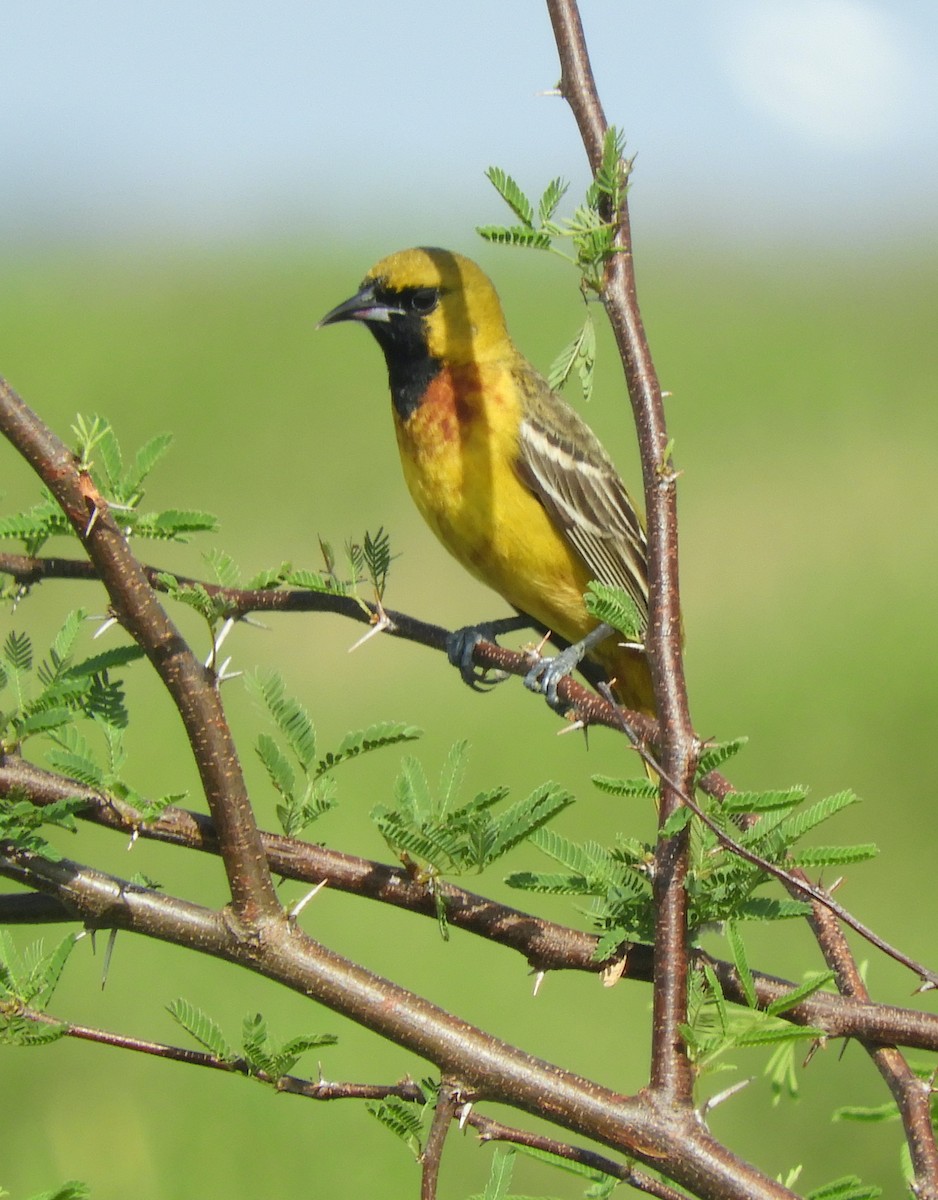 Orchard Oriole - Maureen Thomas-Murphy