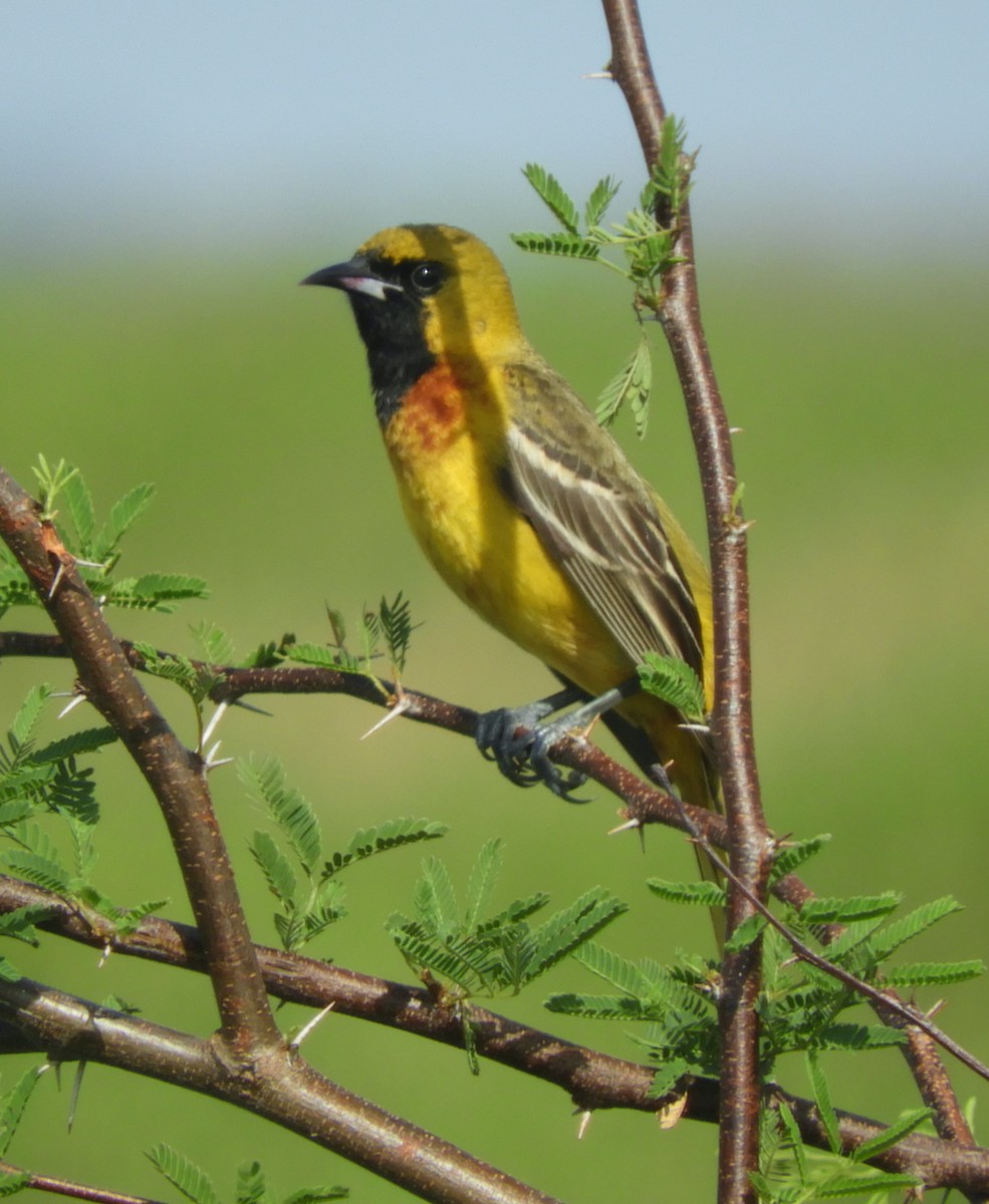 Orchard Oriole - Maureen Thomas-Murphy