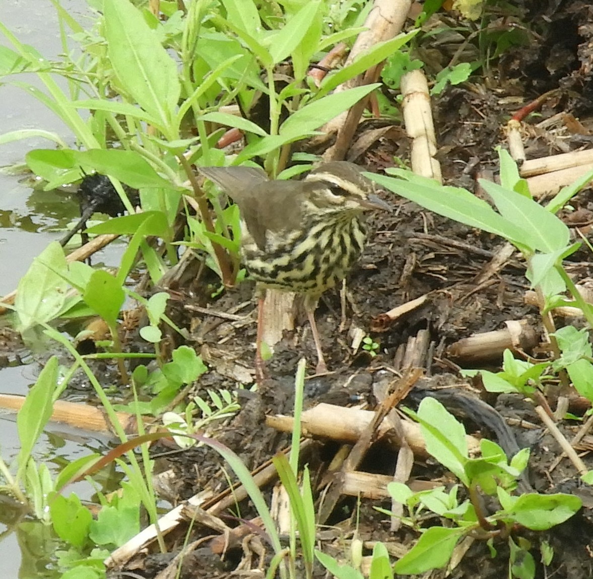 Northern Waterthrush - Maureen Thomas-Murphy