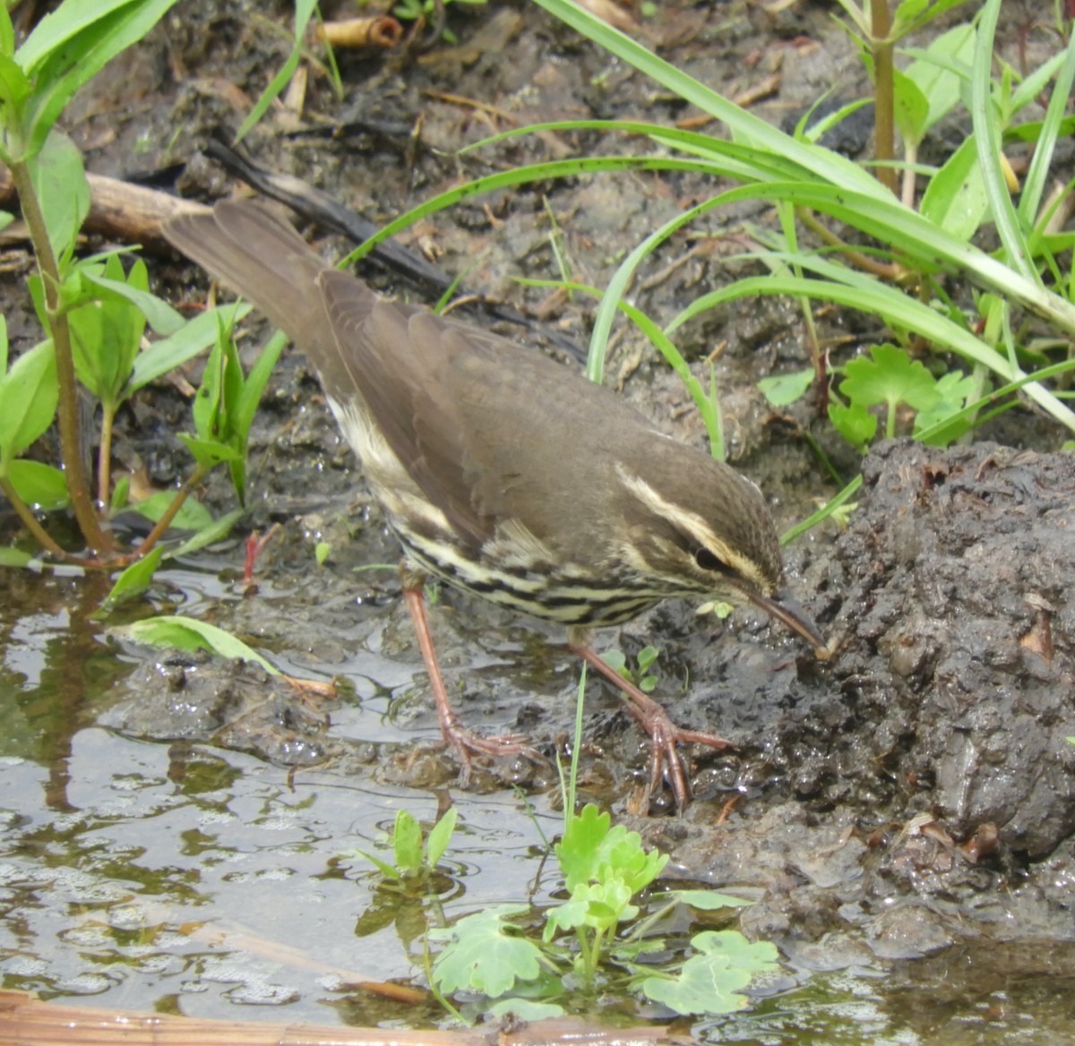 Northern Waterthrush - ML618257834