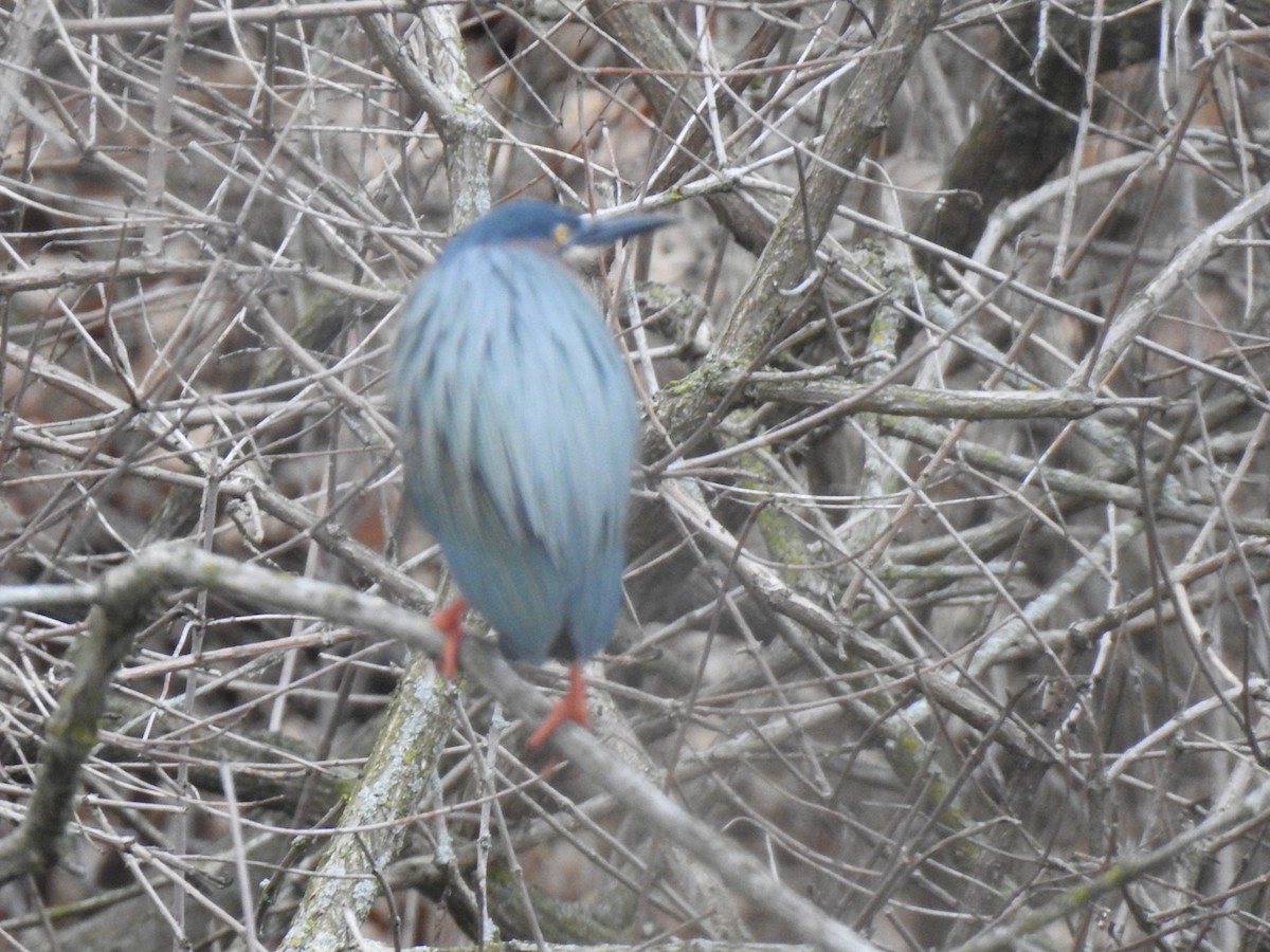 Green Heron - ML618257839