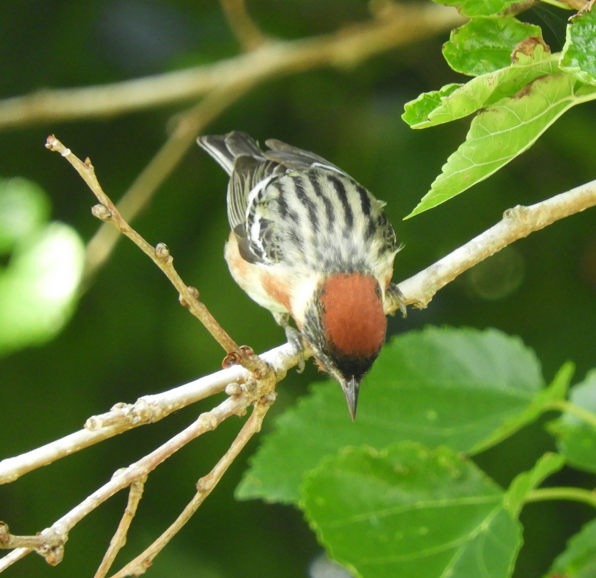 Bay-breasted Warbler - Maureen Thomas-Murphy