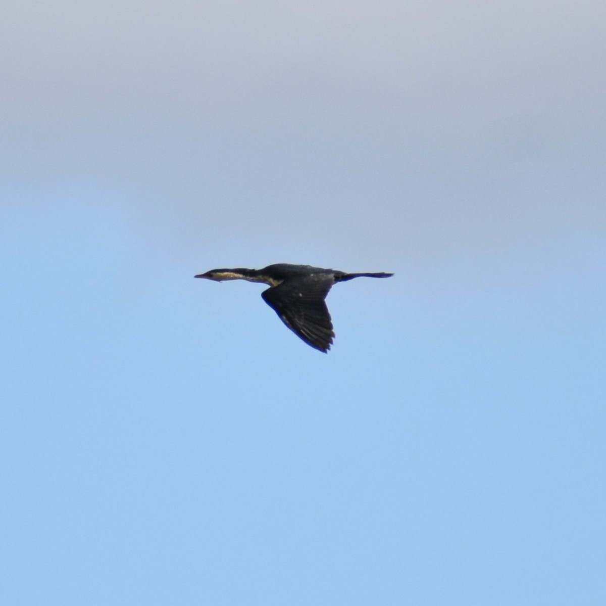 Little Pied Cormorant - Julie Smith