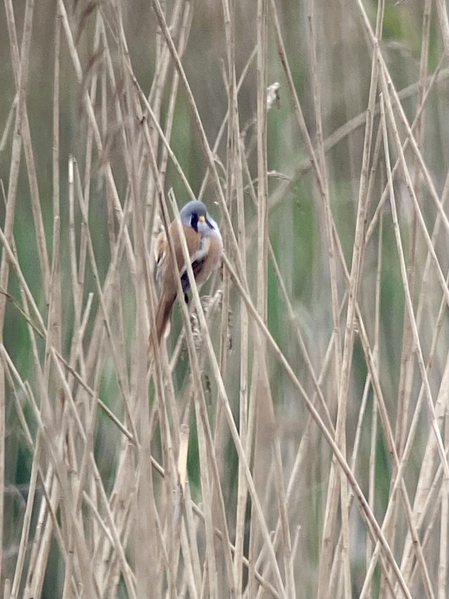 Bearded Reedling - Aravind Ramesh