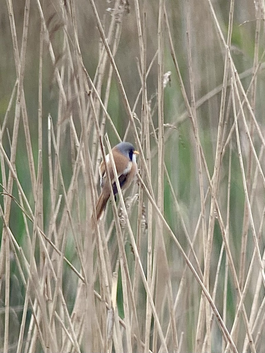 Bearded Reedling - Aravind Ramesh