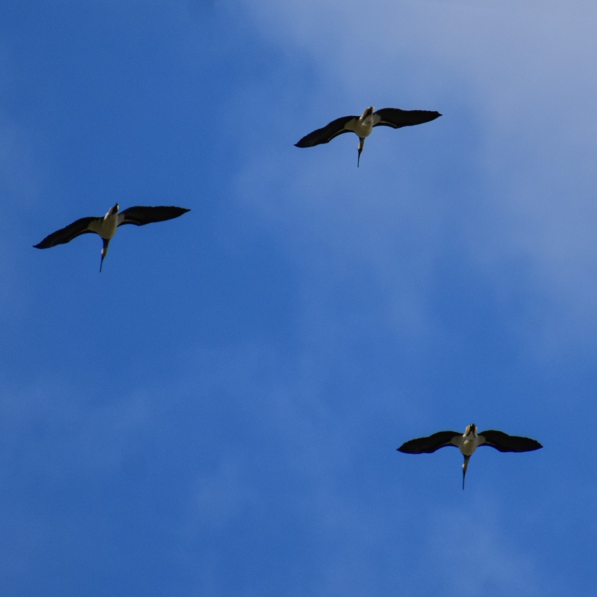 Straw-necked Ibis - Julie Smith