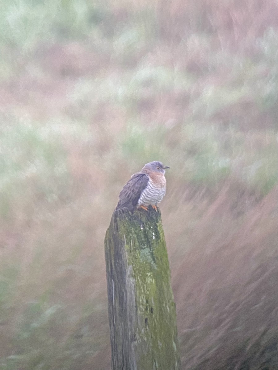 Common Cuckoo - Aravind Ramesh