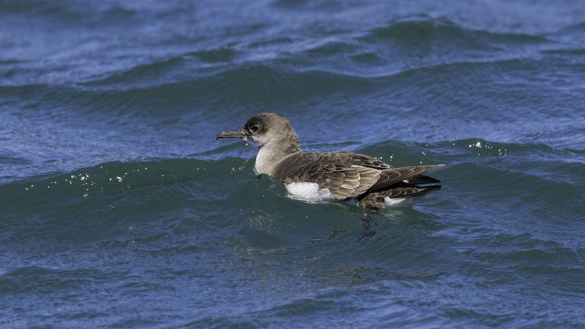 Fluttering Shearwater - ML618257880