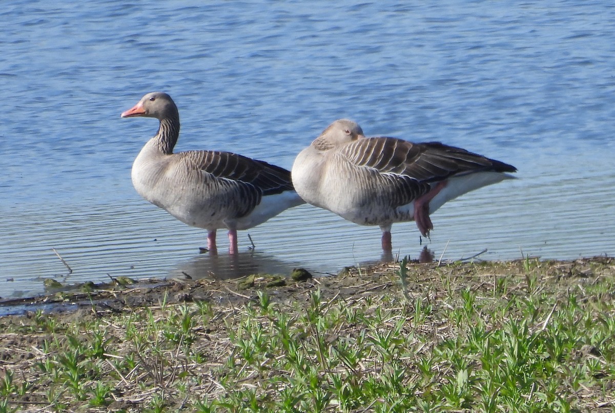 Graylag Goose - ML618257893