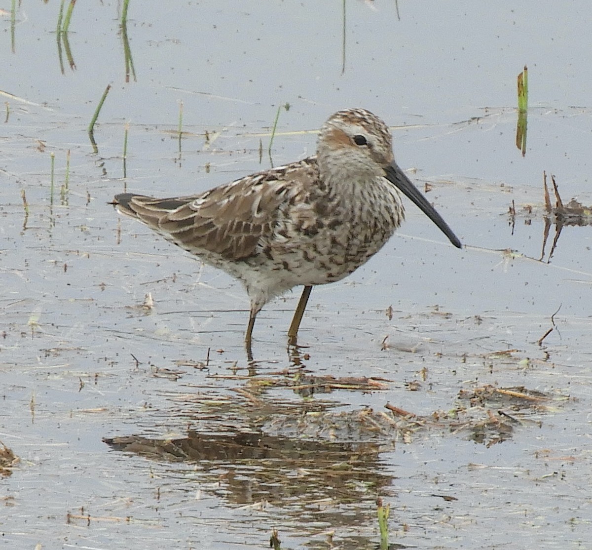 Stilt Sandpiper - Maureen Thomas-Murphy