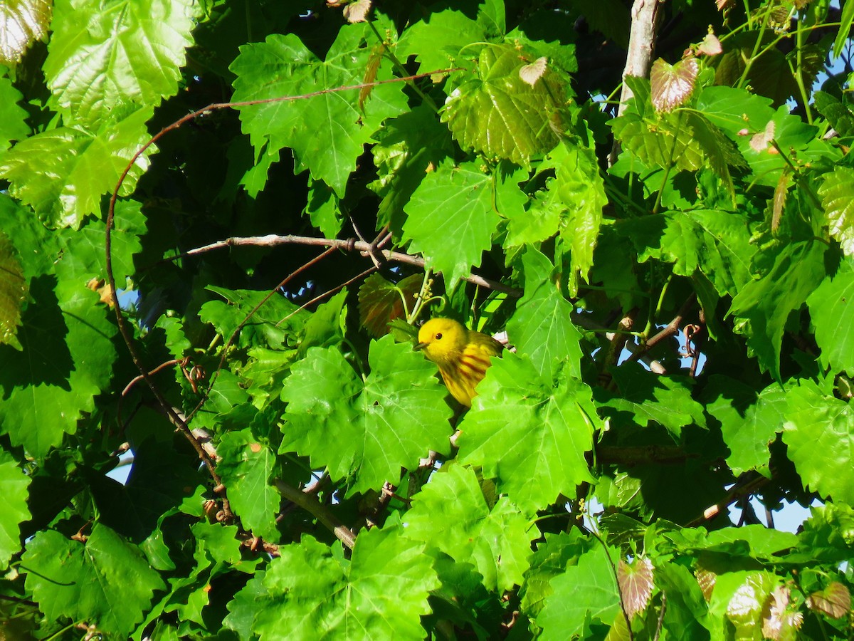 Yellow Warbler - Ron Ahle