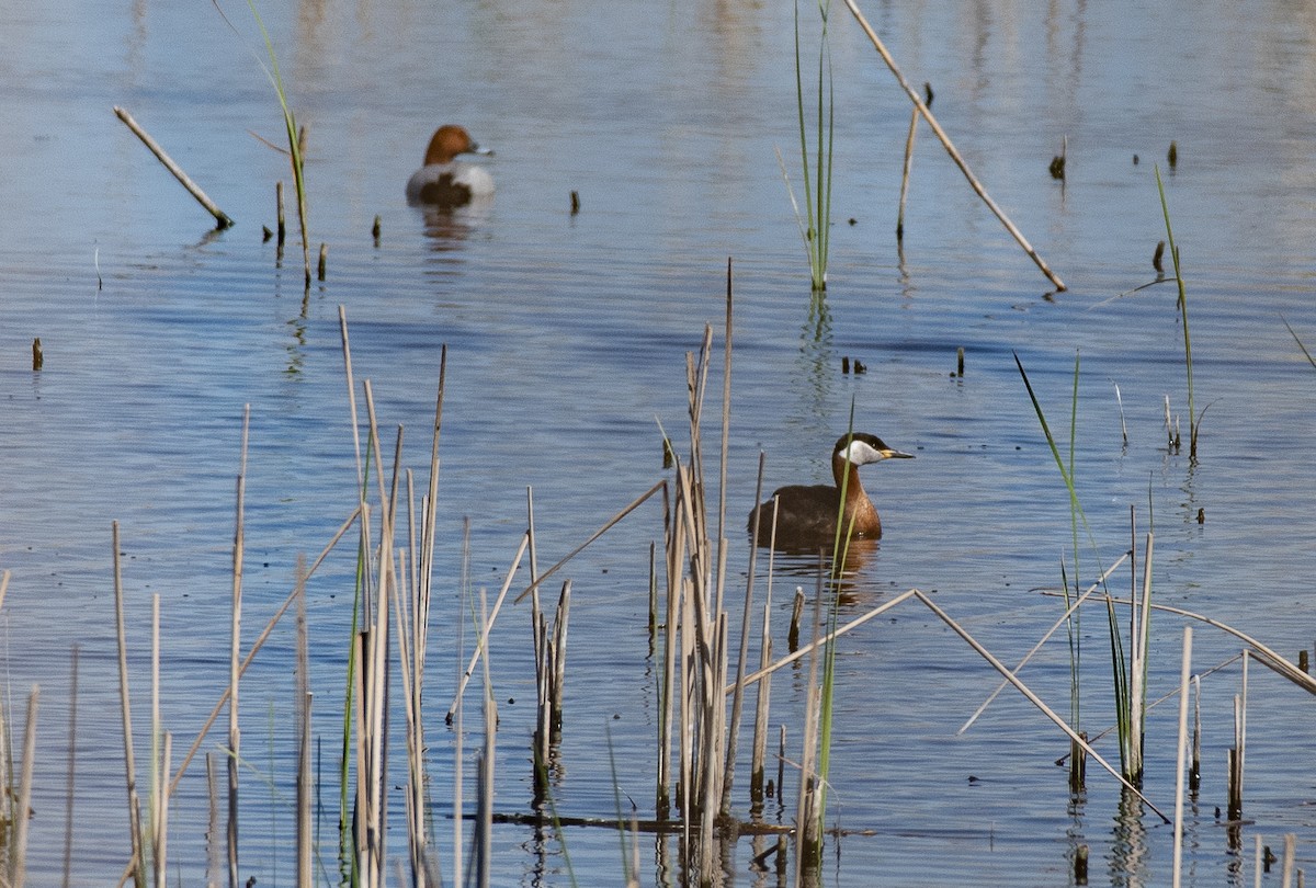 Red-necked Grebe - Lena Gurdina