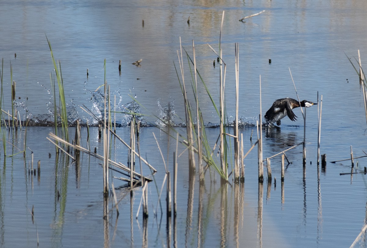 Red-necked Grebe - Lena Gurdina