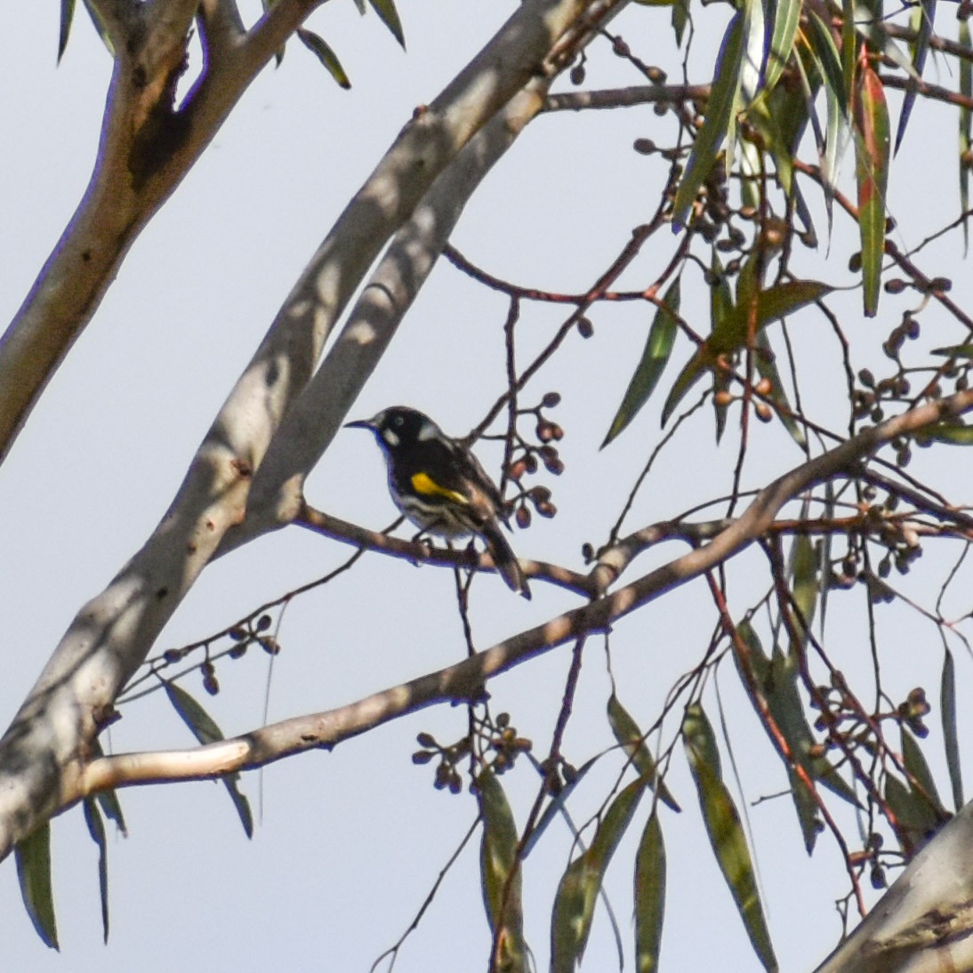 New Holland Honeyeater - Julie Smith