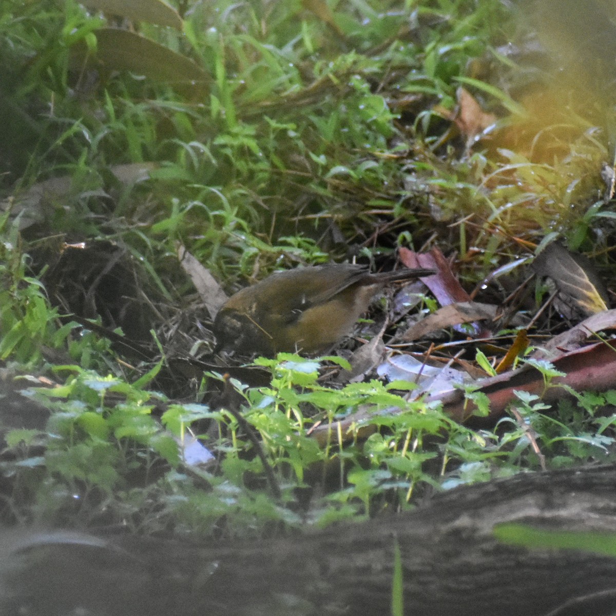 White-browed Scrubwren - Julie Smith