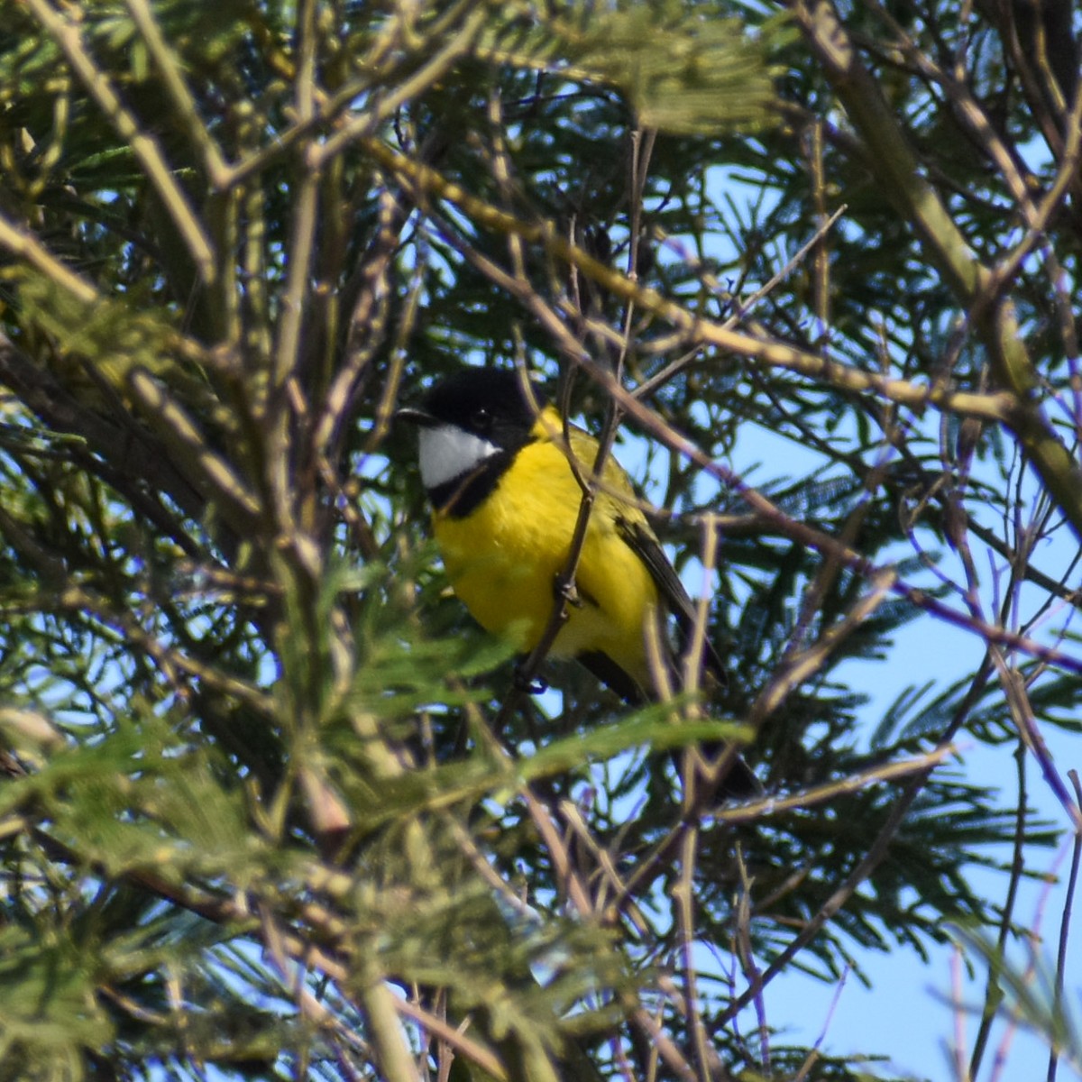 Golden Whistler - Julie Smith